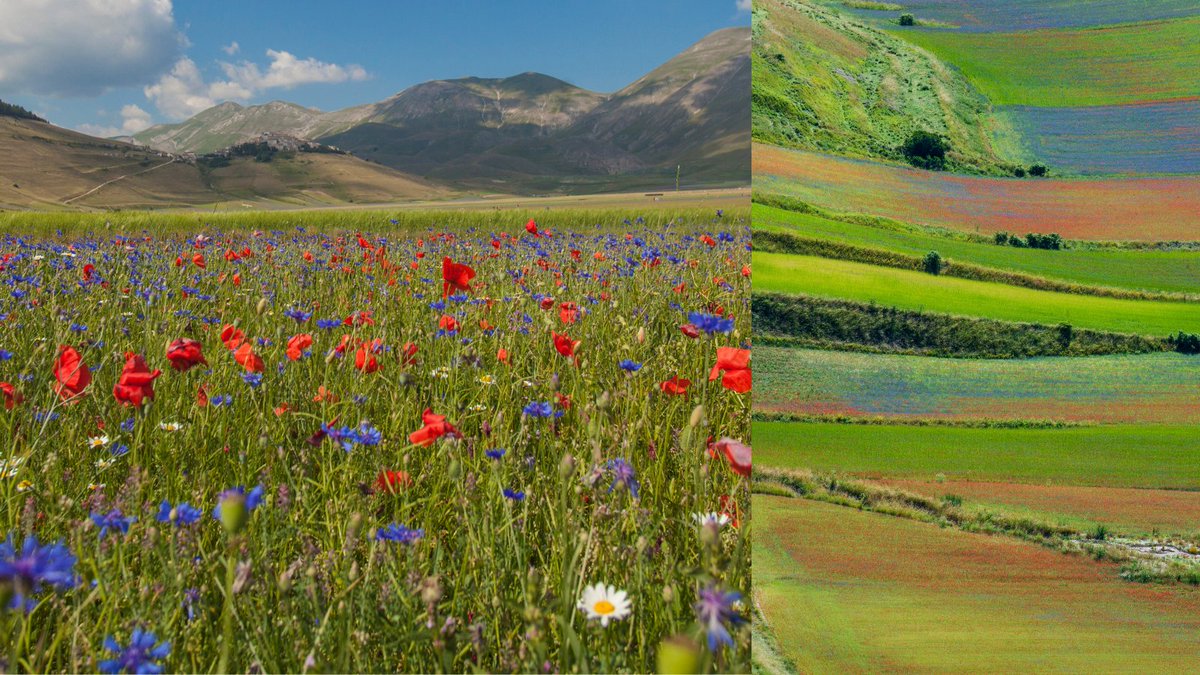 Meet Castellucio plateaus, located in the National Park of the Sibillini Mountains.
During late Mate and mid-July you’ll find this astonish view full of flowers. A magic that is worth a trip to Italy, right?