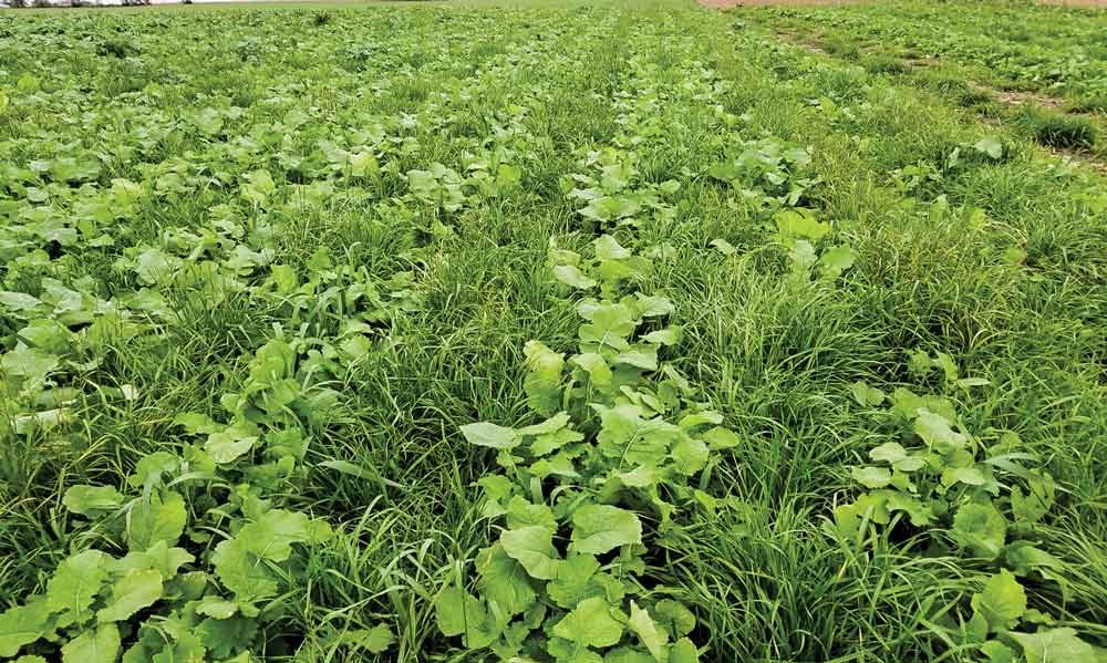 kenaff_farmers's tweet photo. As farmers,we have the responsibility to take care of our environment by cultivating cover crops. These crops serve the purpose of protecting the soil, increasing crop yields, and improving soil fertility, all while eliminating the need for chemical fertilizer.
#StandWithFarmers https://t.co/4WrdLlpbtm