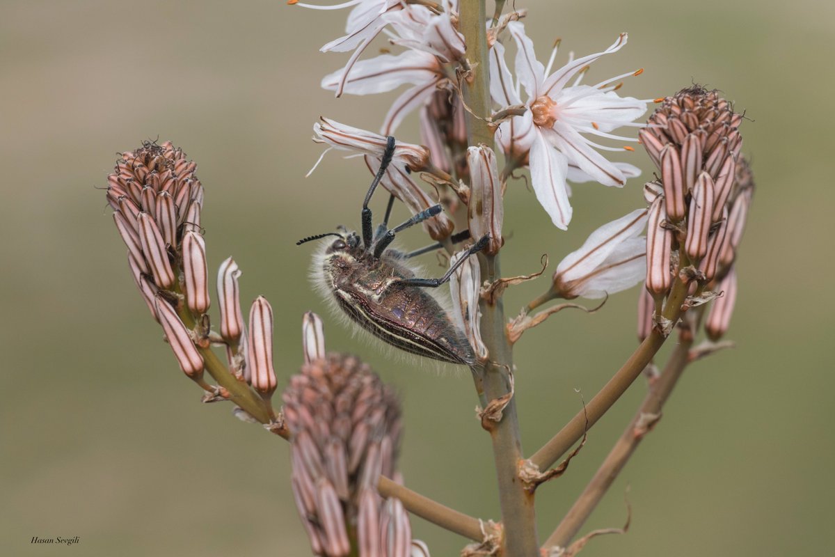 Julodis sp. (Buprestidae)
Şanlıurfa'dan
📸H. Sevgili