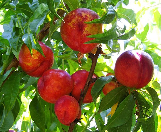 AnthonyIso10's tweet photo. III - Bactria Food - 2023, #International #Export #forum
The list of #export products from #Tajikistan has reached 500 items. 
Only the Khatlon region of Tajikistan has cooperation agreements with 50 countries of the world for the export of goods and products from this region https://t.co/nC9TIS29ce