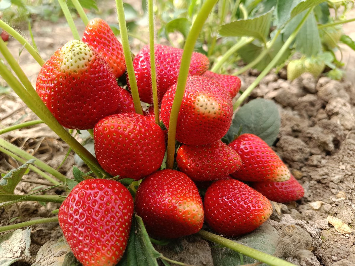 III - Bactria Food - 2023, #International #Export #forum
The list of #export products from #Tajikistan has reached 500 items. 
Only the Khatlon region of Tajikistan has cooperation agreements with 50 countries of the world for the export of goods and products from this region