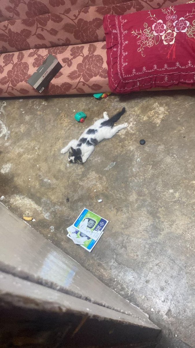 #Israeli colonial settlers violently killed a kitty during an Israeli raid into Qabatiya in #Jenin refugee camp this morning.
#IsraeliCrimes
#IsraeliTerrorists