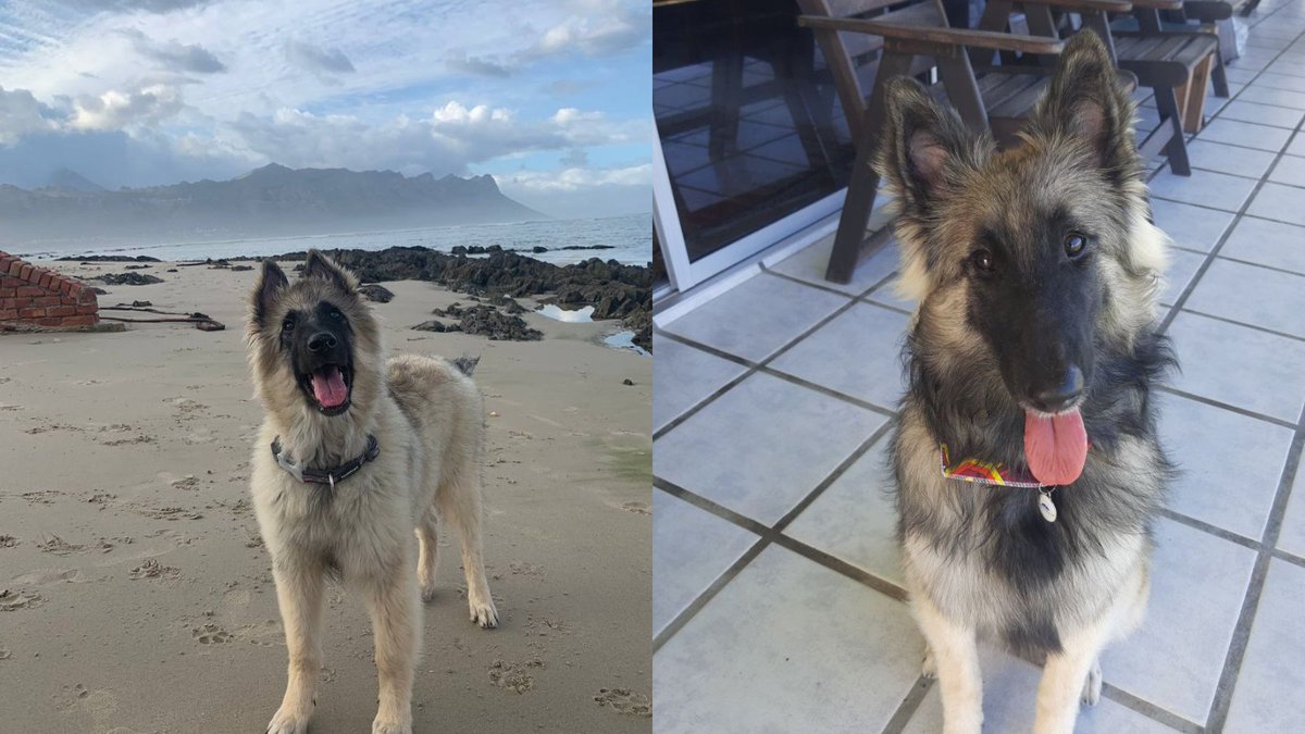 How it started VS How it's going 🐶

#BelgianShepherd #Tervuren