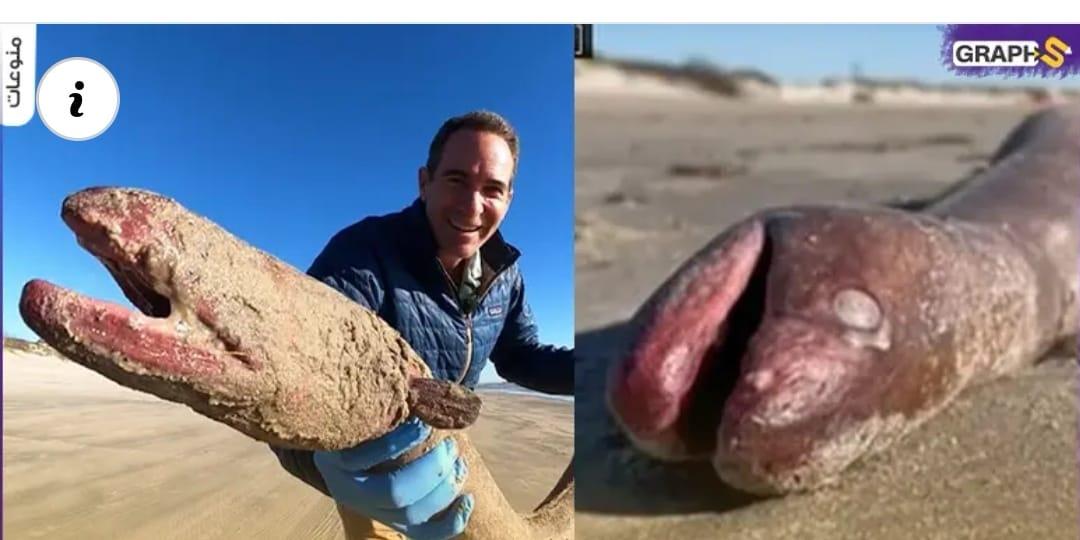 العثور على مخلوق"نادر" يبلغ طوله 4 أقدام على شاطئ ولاية تكساس الأمريكية