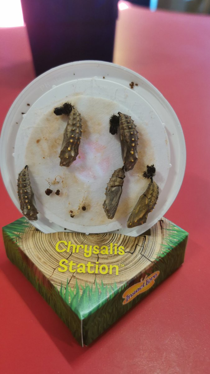 Here in dosbarth Willow our caterpillars have now chrysalis! Lots of changes taking place inside #curiousindividuals <a href="/MillbrookP/">Millbrook Primary</a>