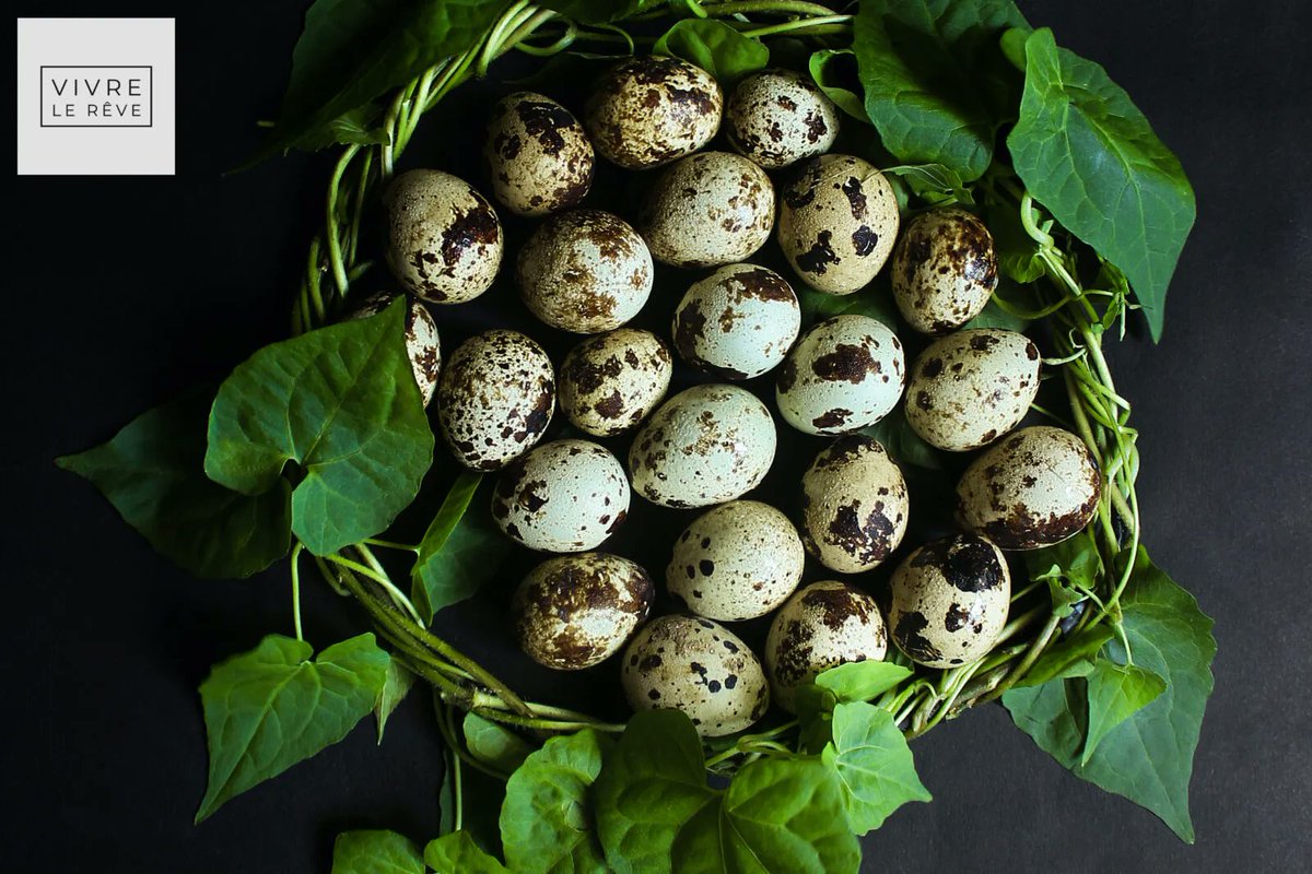 New Post: Can You Keep Quails in the UK? buff.ly/3MQF11m