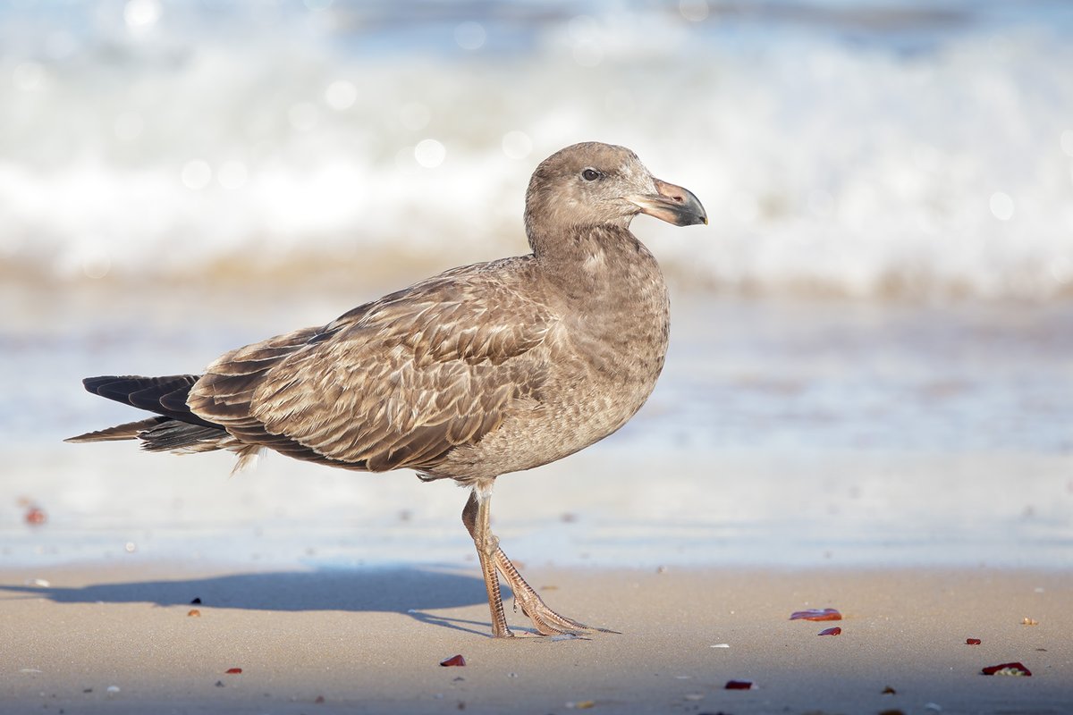 leo_qbn's tweet photo. Pacific Gull (immature) in Merimbula. #birds #WildOz https://t.co/CwlqF7RWtx