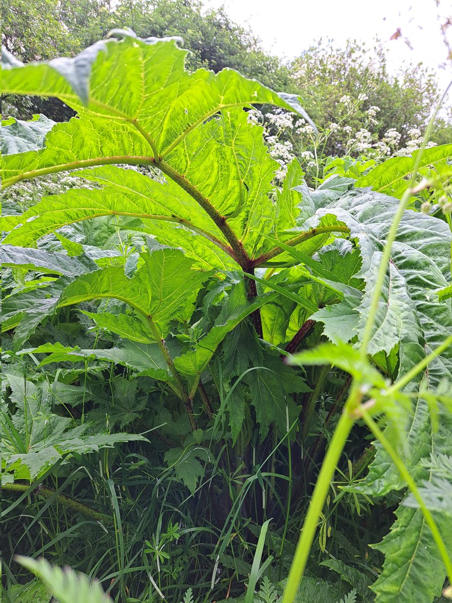 Nore Vision (Nore River Catchment Trust) tweet media