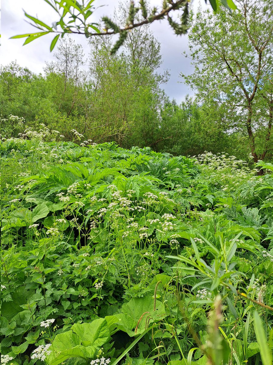 It's in everyone's interest to prevent #GiantHogweed getting established in the Nore Catchment. Please please report any sightings to us invasives@norevision.ie DO NOT TOUCH as its very harmful to humans