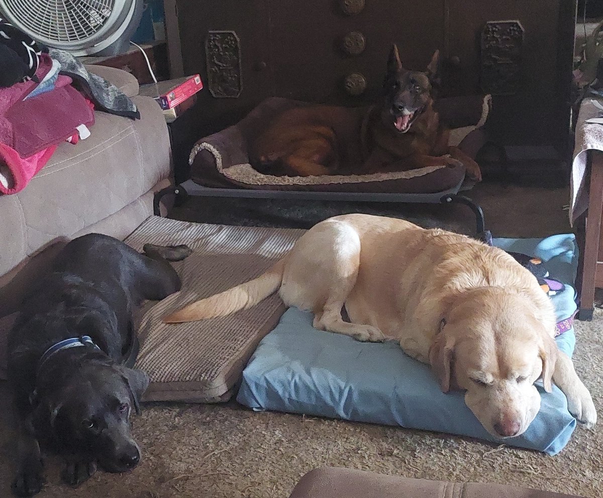 Cali_The_Mali's tweet image. Dog sitting my Nieces Service Dog (the yellow Lab) #Cali_the_Mali is outnumbered by floppies😂 Poor hubs is outnumbered by girls.  Welcome to the estrogen jungle Sean 😁 #Floppy #Pointy #ServiceDogs