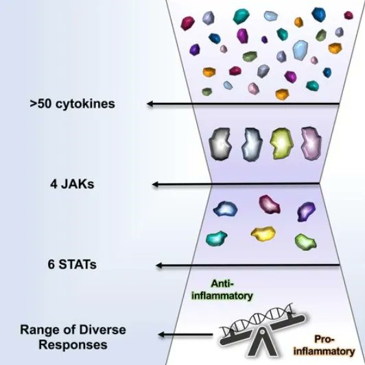 The FEBS Journal (@febsjournal) on Twitter photo 📜State-of-the-Art📜
Molecular and cellular factors determining the functional pleiotropy of cytokines
🖋️ By Alison McFarlane, Elizabeth Pohler and Ignacio Moraga from <a href="/dundeeuni/">University of Dundee</a>
🔗 buff.ly/3pWOAme
#cytokinesignalling #endosomessignalling 📜State-of-the-Art📜
Molecular and cellular factors determining the functional pleiotropy of cytokines
🖋️ By Alison McFarlane, Elizabeth Pohler and Ignacio Moraga from <a href="/dundeeuni/">University of Dundee</a>
🔗 buff.ly/3pWOAme
#cytokinesignalling #endosomessignalling
