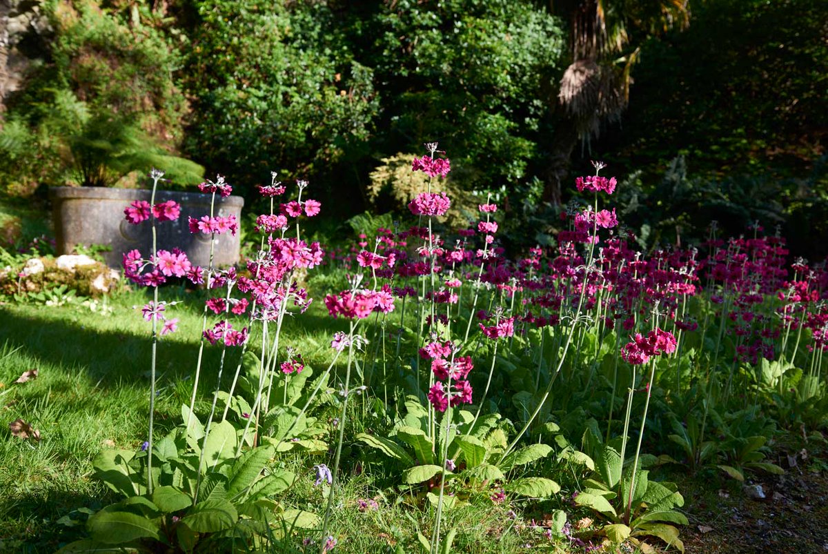 Cornwall Heritage Trust 〓〓 tweet media