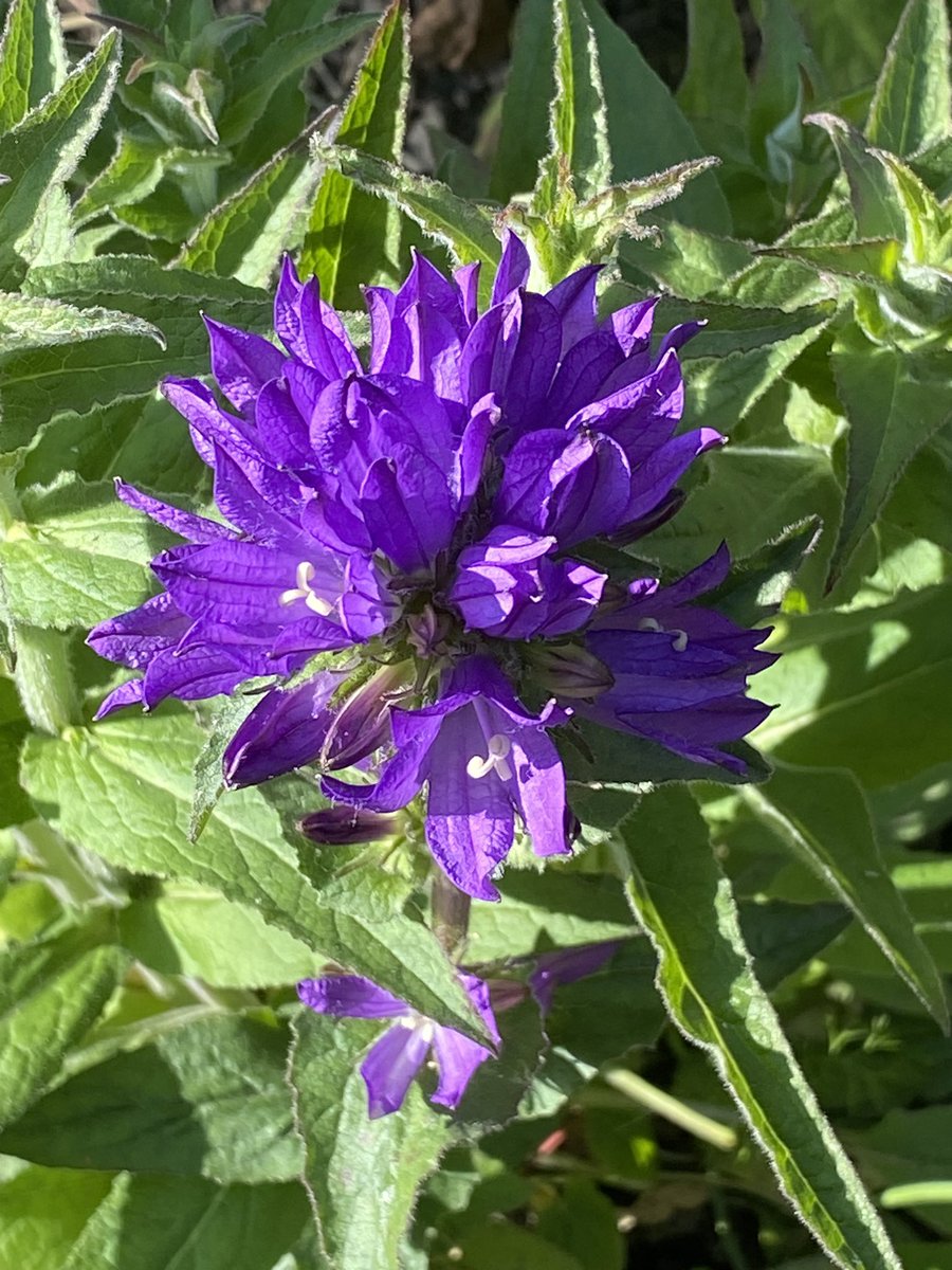Campanula Glomerata looking fab this morning. First time growing this thank you <a href="/CJWildlife/">CJ Wildlife Bird Foods</a> #GardeningTwitter #Wildlife