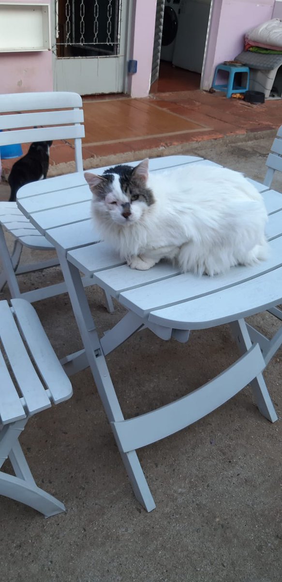 LilyMelro's tweet photo. @sr_arminho É um gatão pra adoção https://t.co/KNmUCKWRBV
