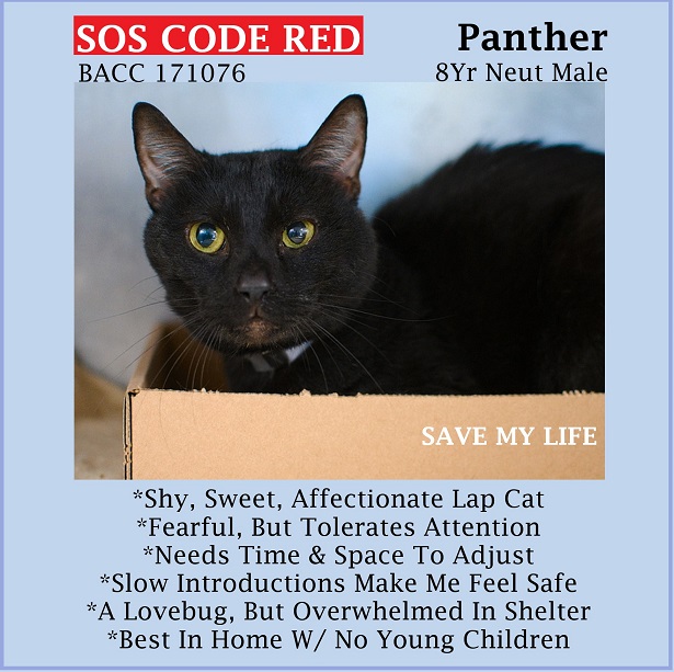 sachikoko's tweet photo. 🆘CODE RED🆘TBD THU 5/25/23🆘
💖CONFLICTED 8YO #SENIOR BLACK KITTY "PANTHER"💖
😿💔OWNER UNABLE 2 AFFORD 2 CARE 4, BEHAVIOR DETERIORATING
🚨NEEDS #ADOPTION #RESCUE #FOSTER ASAP🚨
⏩171076 https://t.co/29sFf2x8A2
🙏🏽#ADOPT #PLEDGE #SAVEALIFE #AdoptDontShop
#BROOKLYN #NYCACC #CAT https://t.co/k5p26jc8aK