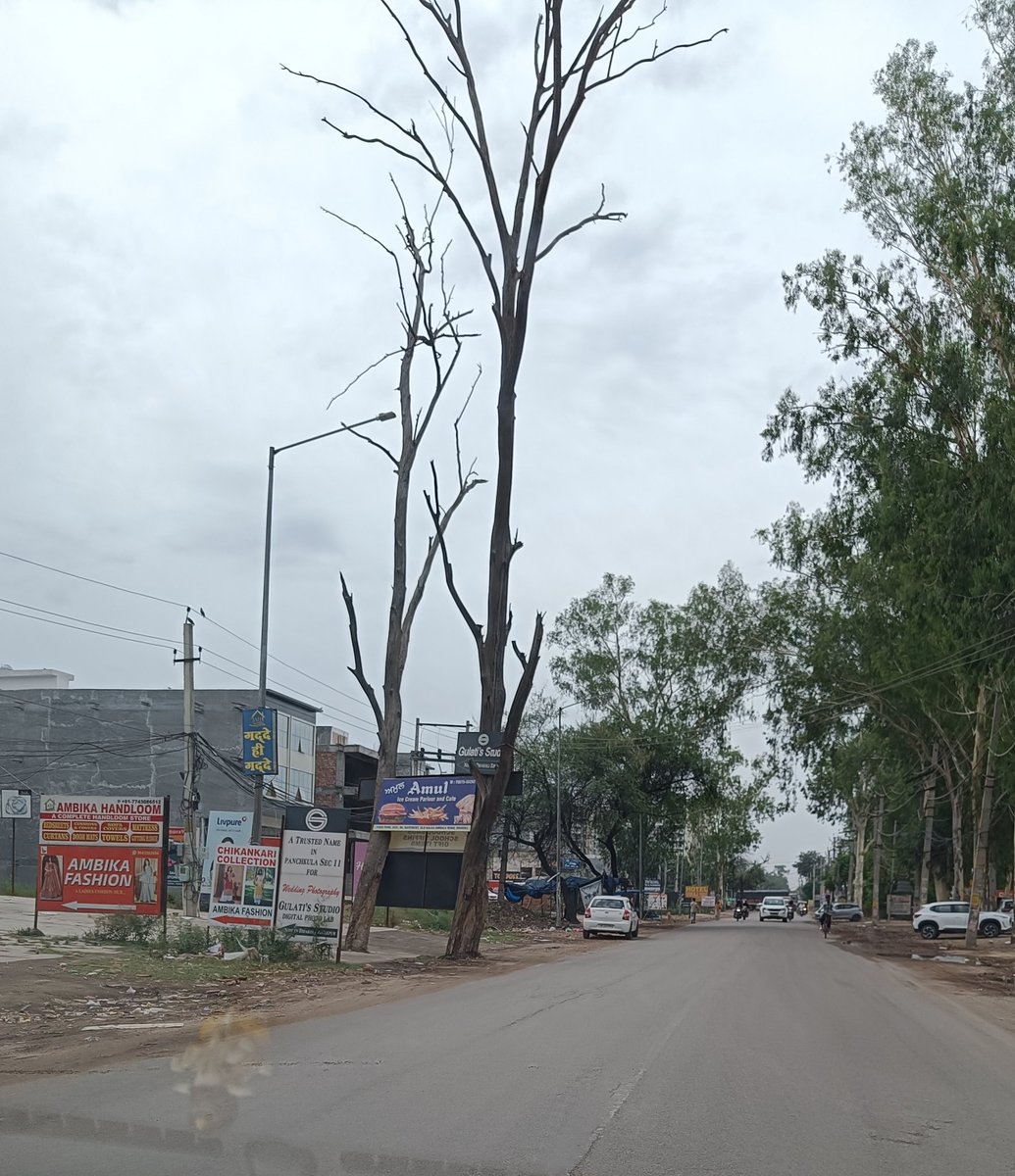 ManjeetChd1987's tweet image. @McZirakpur Dead eucalyptus trees (total 13)on the old Pkl-Ambala Road (gazipur)need to be Axed immediately as they can fall anytime on the people or vehicles passing. Prevent tragedy (as happened last year in Chandigarh school)