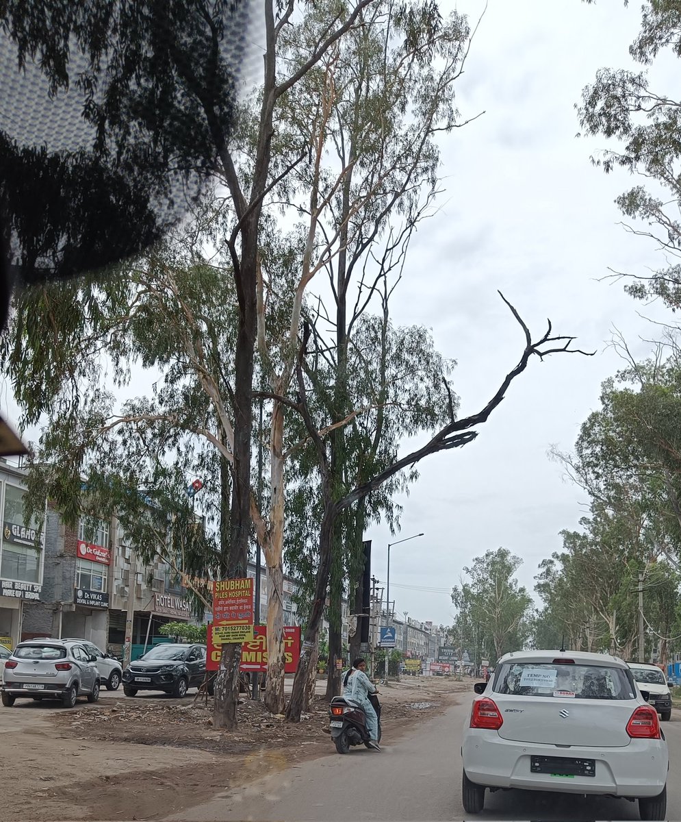 ManjeetChd1987's tweet image. @McZirakpur Dead eucalyptus trees (total 13)on the old Pkl-Ambala Road (gazipur)need to be Axed immediately as they can fall anytime on the people or vehicles passing. Prevent tragedy (as happened last year in Chandigarh school)