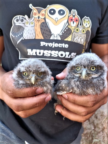 ☺Col·laborem amb el projecte ‘Ca Mussols’ de la <a href="/SVORNITOLOGIA/">SVO</a>

🦉 Per a estudiar i conservar les poblacions d’#òliba i #mussol europeu, aliades de l’#agricultura i indicadors de #biodiversitat i bona #salut dels ecosistemes rurals i periurbans👌🍅 

ℹ shar.es/afFrTM