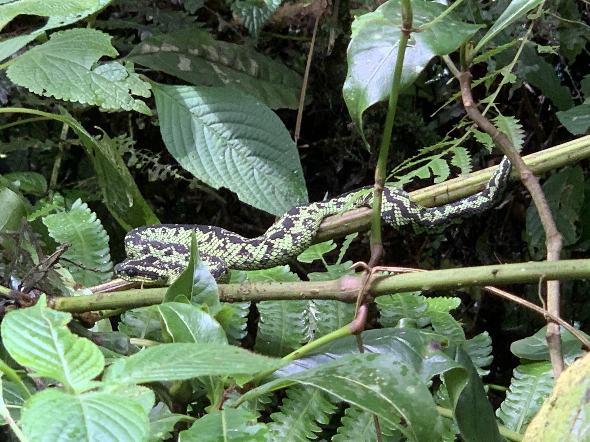 A Rwandan Biologist Spots a Great Lakes Bush Viper! - Observation of the Week, 5/23/23

inaturalist.org/blog/80286-a-r…