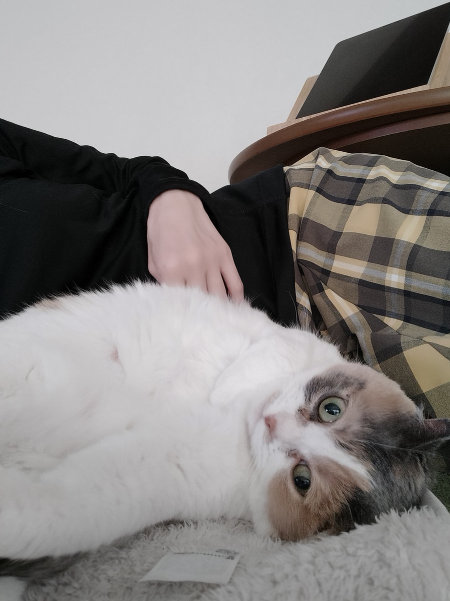 kaoliped's tweet photo. ｺﾞﾛｺﾞﾛ🐱 https://t.co/tKtSaHFWE8