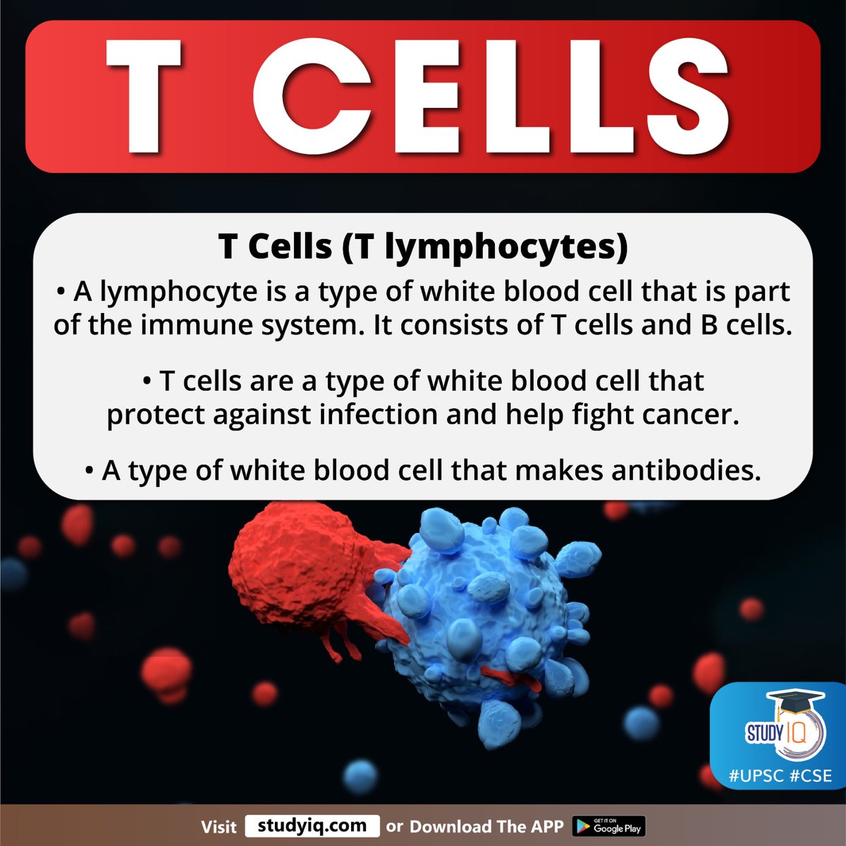 upsciq's tweet photo. T CELLS
#tcells #antitumourtherapies #lymphocyte #bloodcell #immunesystem #bcells #whyinnews #cancer #antibodies #cytotoxictcells #cd8 #cd4receptor #antigenpresenting #lymphorgans #upsc #cse #ips #ias https://t.co/DRSQUOYzOr