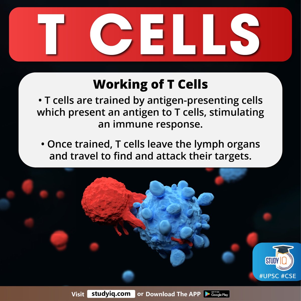 upsciq's tweet photo. T CELLS
#tcells #antitumourtherapies #lymphocyte #bloodcell #immunesystem #bcells #whyinnews #cancer #antibodies #cytotoxictcells #cd8 #cd4receptor #antigenpresenting #lymphorgans #upsc #cse #ips #ias https://t.co/DRSQUOYzOr