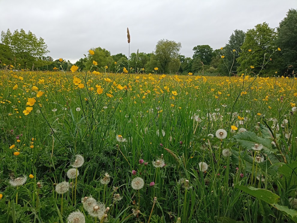 ReadingBioSci's tweet photo. This #WednesdayBloom depicts one of @UniofReading's rewilding areas🌼
Rewilding is a progressive approach to conservation
Wildlife's natural rhythms, left alone, create wilder, more biodiverse habitats. These areas also provide a living laboratory for our #ecology students https://t.co/2ElVwU8JKS