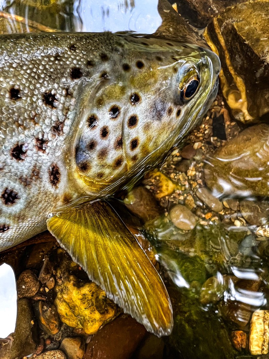 Patience, spotting the rise, wading as deep as you dare and getting it as close to the far bank as you can.
It’s been a while since I’ve done this and have missed it.