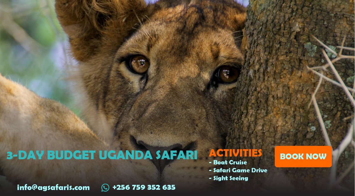 AGSafaris's tweet photo. Embark on an incredible 3-day budget #UgandaSafari and immerse yourself in the beauty of nature! Discover wildlife, explore national parks, &amp; witness breathtaking landscapes. Don't miss out on this  #AGSafaris. Book your trip now! #BudgetSafari #UgandaTravel ✉️info@agsafaris.com https://t.co/YnubKekBEM