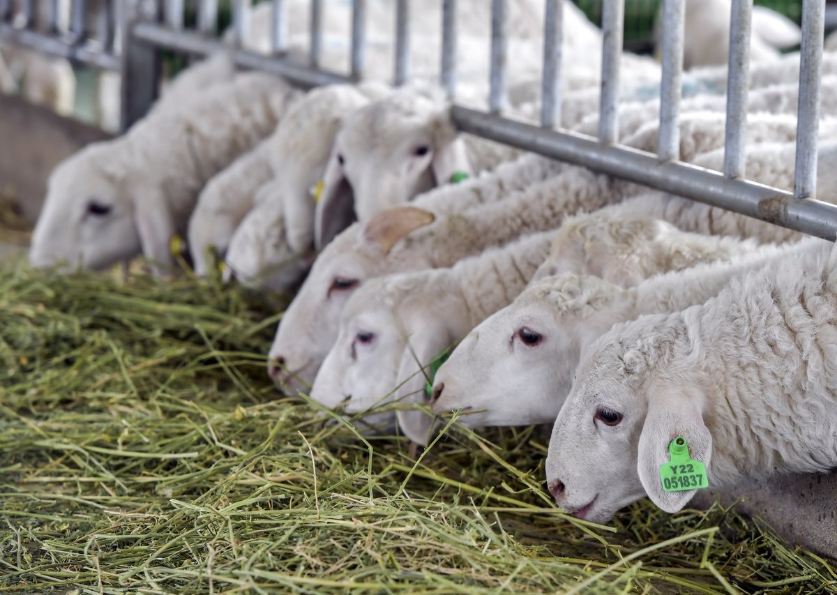 SmartindustryCN's tweet photo. A smart solution for livestock monitoring!🐑🌐 

These high-tech ear tags, which contain the unique bio info of each animal, can tell farmers in Xinjiang's Hetian if their sheep are eating properly, if they're in heat or not feeling well. Great tools help you work smarter!🏷️📲 https://t.co/ud5frVpFND