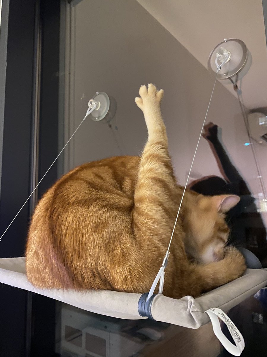 めろん🍈 tweet media