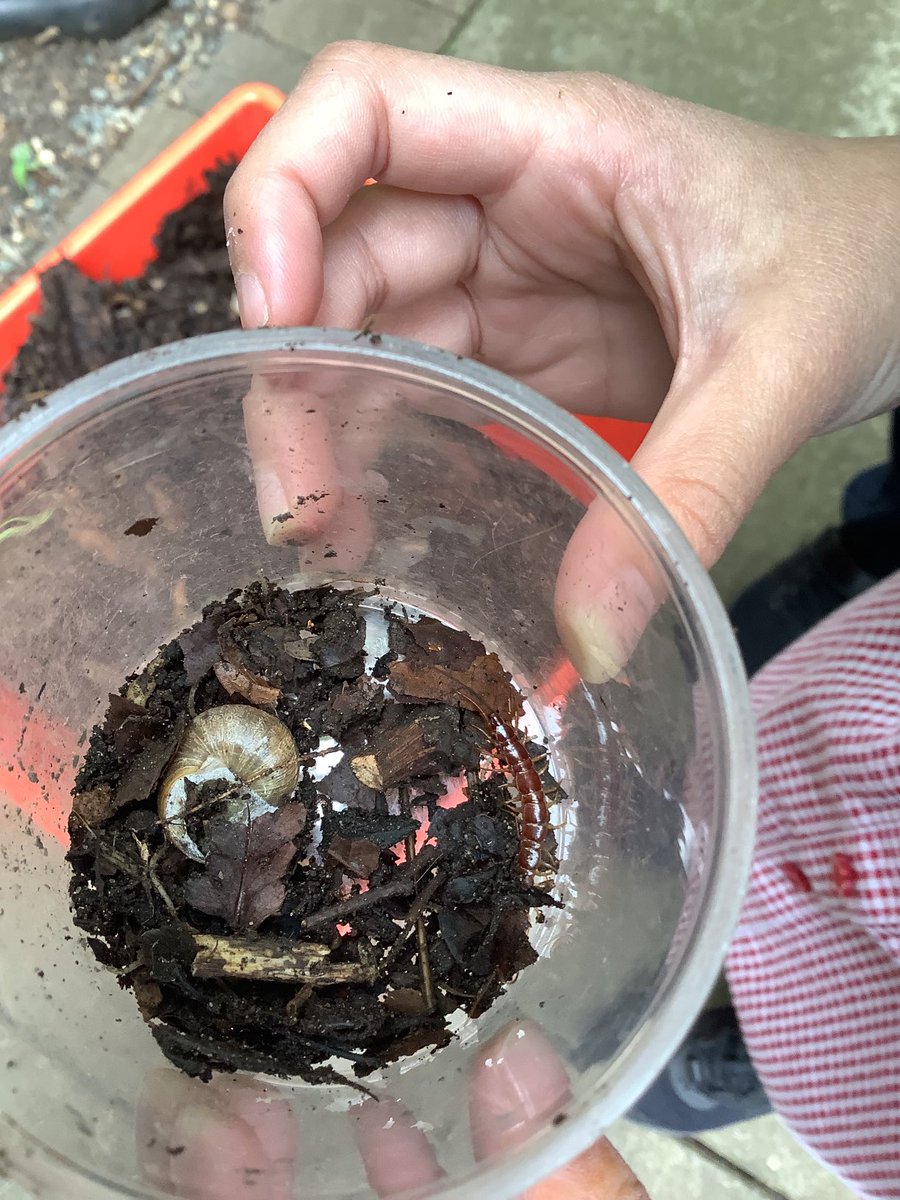 Halley Year 1 tweet media