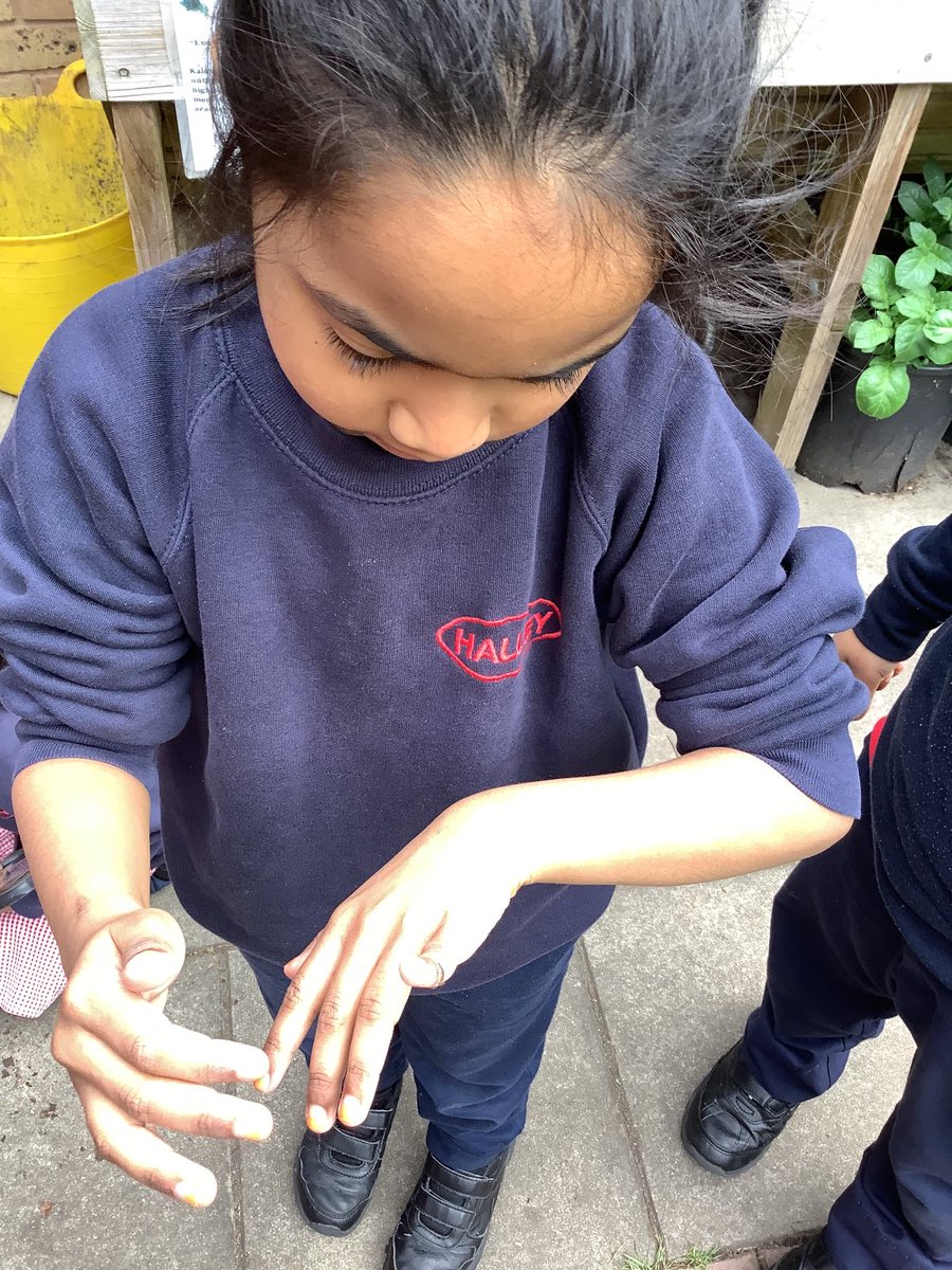 Halley Year 1 tweet media