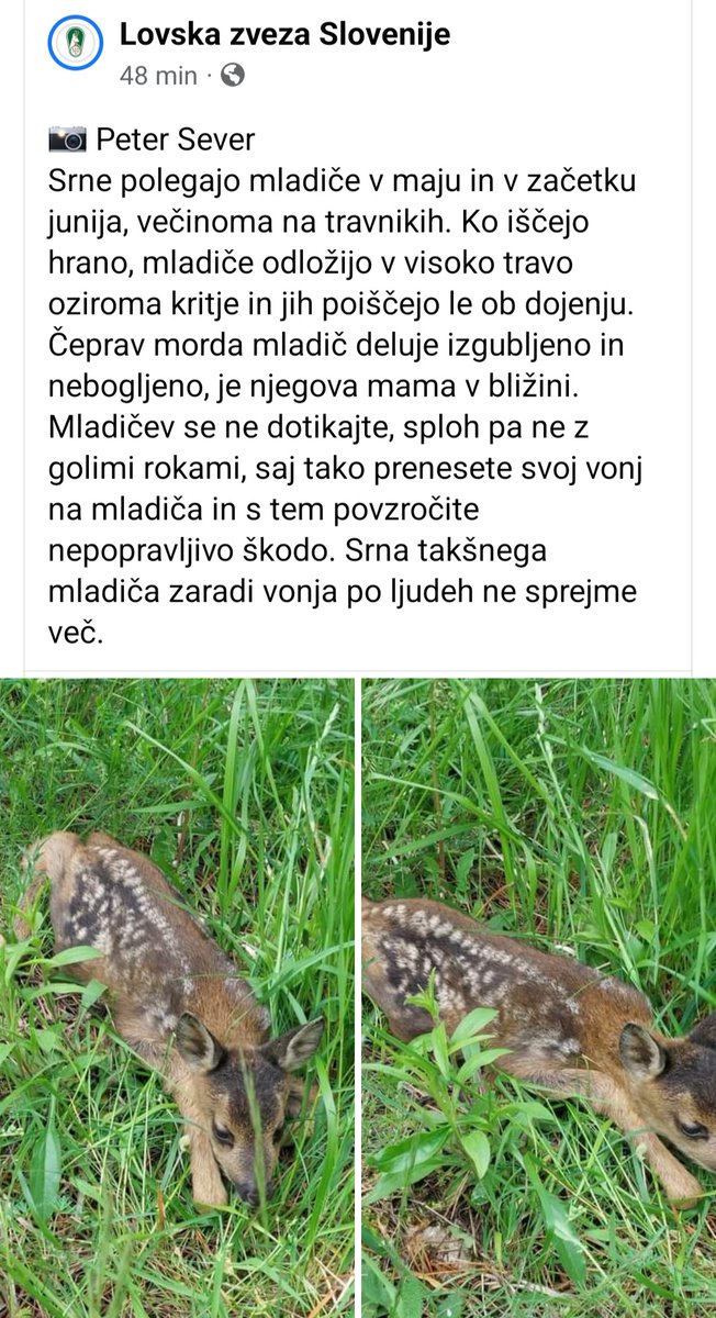 ZanMahnic's tweet photo. Za razne Tine in vse ostale, ki se v gozdu in na travnikih ne znajo obnašati 👇 https://t.co/PfDAMDhwxT