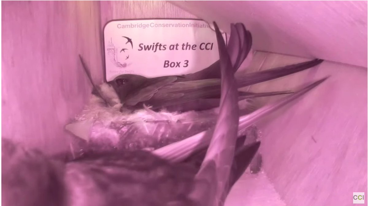 #DABSwifts <a href="/CCI_Cambridge/">Cambridge Conservation Initiative</a>