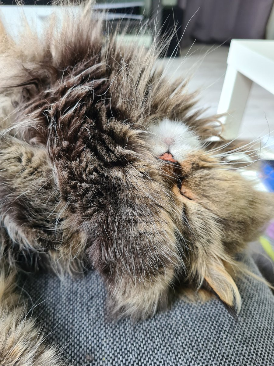 Mein Katzenmamaherz ist am schmelzen ♥️♥️♥️♥️🥰