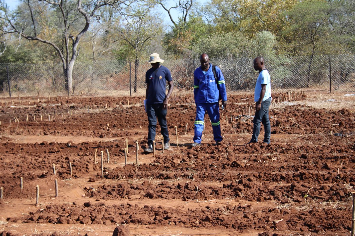 nutriactionzim's tweet photo. 600 vulnerable households in Mwenezi and Chiredzi districts received community garden building materials to construct a total of 12 gardens under the BHA funded #IntegratedLivelihoodsProject.
#ZeroHunger
@UsaidZimbabwe
@ACF_Zim
@zim_Ahead
@MoLAFWRD_Zim https://t.co/CacEBwmAOI
