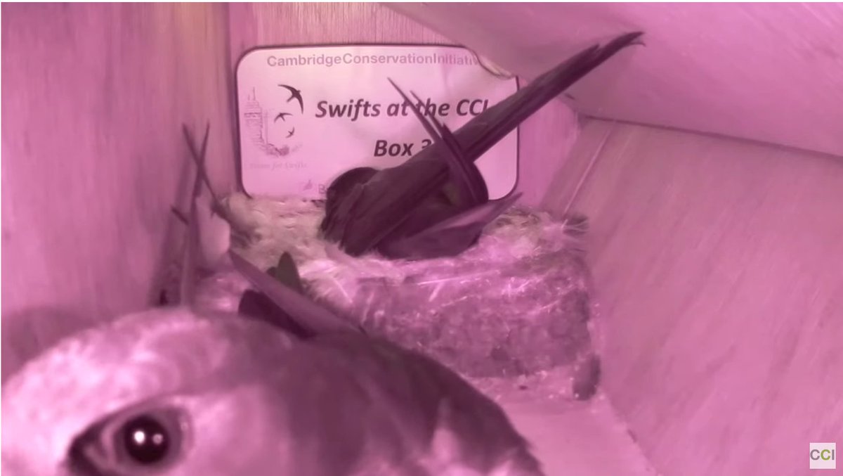 #DABSwifts
<a href="/CCI_Cambridge/">Cambridge Conservation Initiative</a>