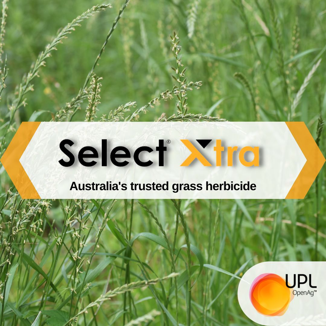 UPLAUSLtd's tweet photo. 🌾#Broadacre #growers! Select® Xtra #herbicide controls #ryegrass &amp; grass weeds in #cereals #pulses #canola &amp; #broadleaf #crops🌱

High-strength clethodim formulation + surfactants for results with less product ✅

Learn more 👉 https://t.co/GU6vcXQU3a

#UPL #OpenAg #SelectXtra https://t.co/qXePbytxYR