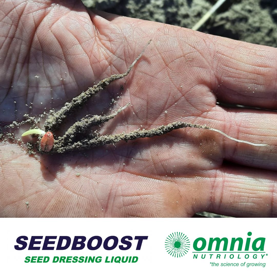 OmniaAustralia's tweet photo. What can #SeedBoostยฎ #seeddressing do to increase a #cropโs potential?
It provides essential nutrients & stimulants for enhanced root growth, resulting in improved:
๐ฑEmergence
๐ฑVigour
๐ฑNutrient uptake
๐ฑStress tolerance
๐ฑYield
๐ https://t.co/S9qWjzOEXd
#Omnia #OmniaAustralia https://t.co/lGnjGtzI7t