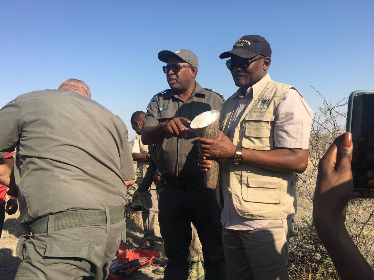 Such a well calculated process..... crucial  for the protection of our rhinos against each other and against poachers that are killing our lovely rhinos for black market. #Saynotopoaching