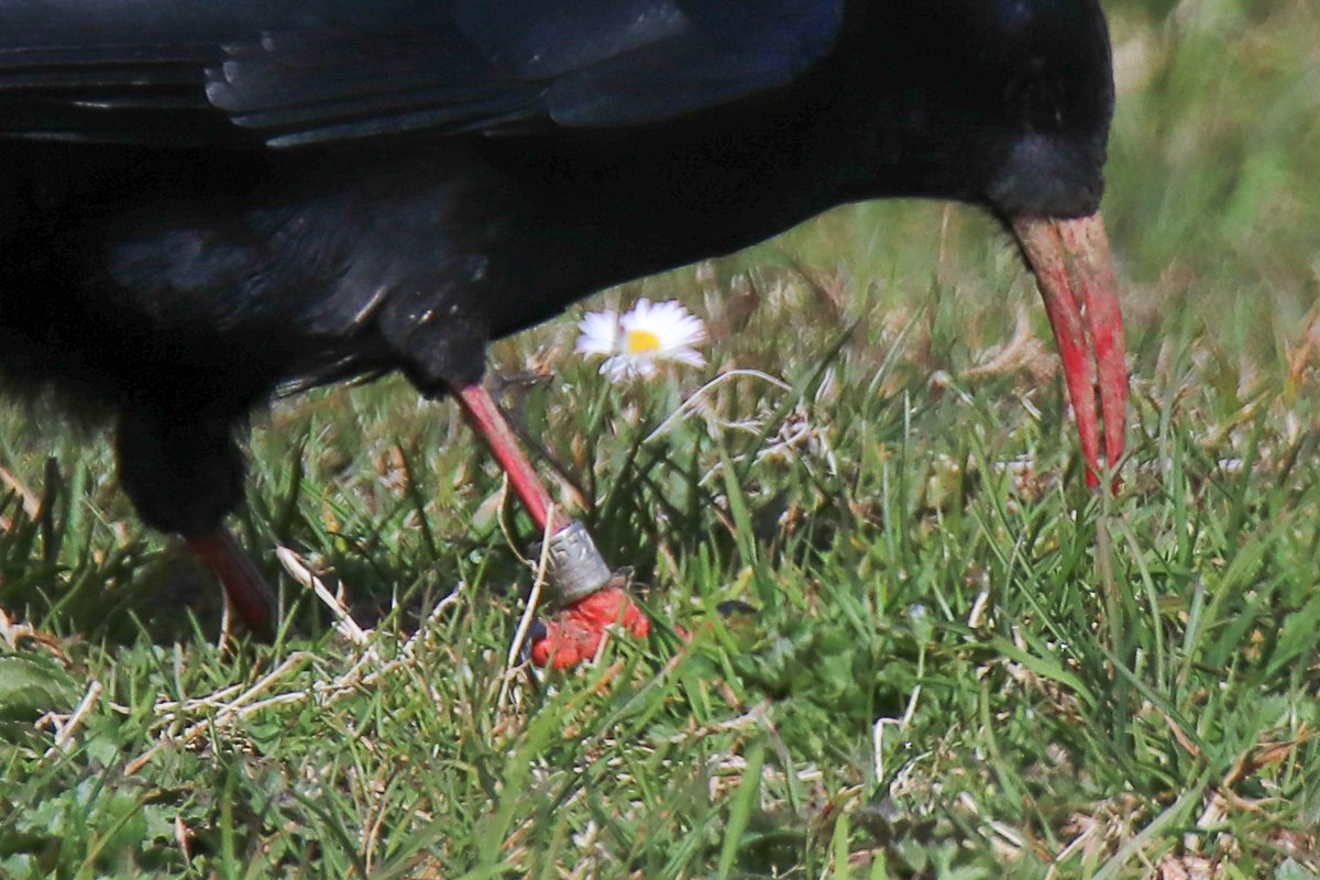 Anillamiento_SEO tweet media