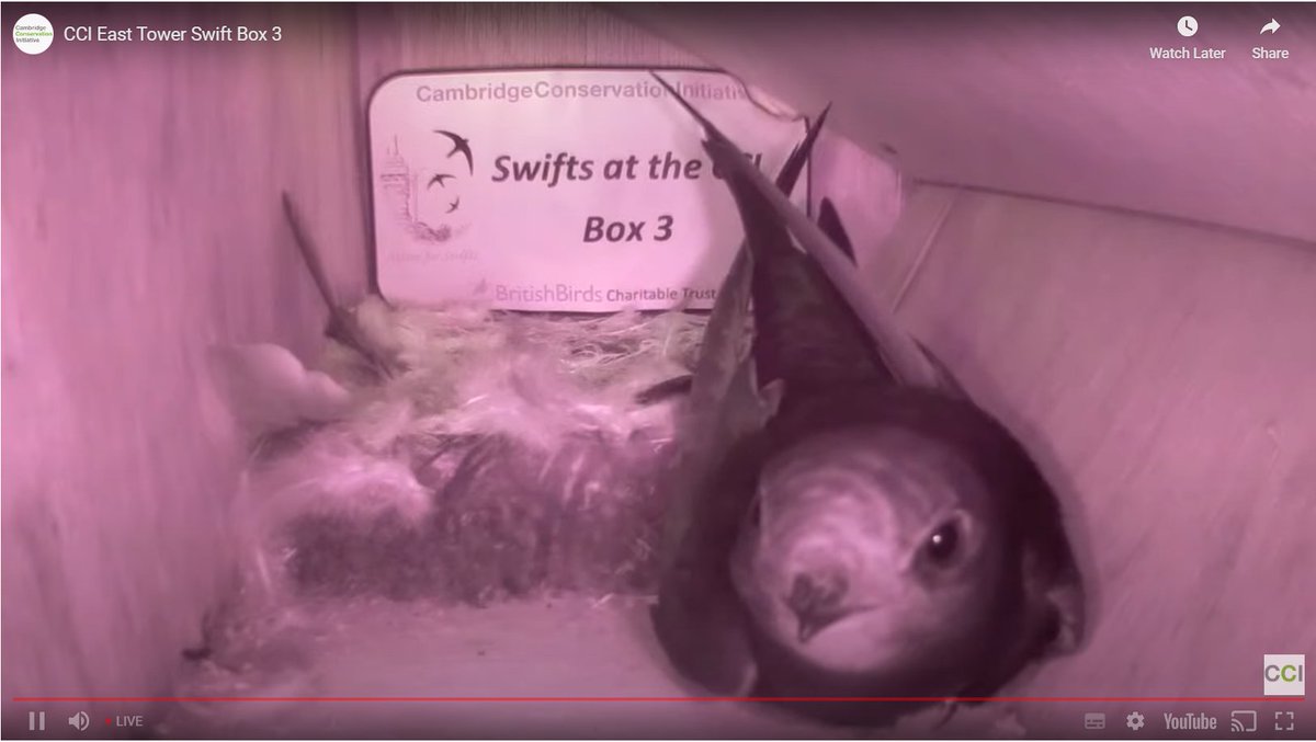 #DABSwifts
<a href="/CCI_Cambridge/">Cambridge Conservation Initiative</a>