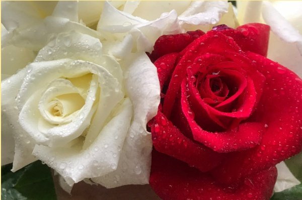 ruben_corella's tweet photo. #twins #tworoses #dosrosas #redandwhite #whiteandred #roses #mayroses #rosasdemayo #mayo #gorgeous #rojo #blanco #felizdia https://t.co/PTj34argR4