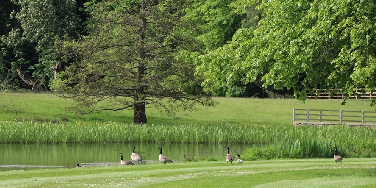 The geese have chosen a glorious spot to take a dip down at the lake don't you think!  🦆 #nature #geese #wildlife #gardens #englishgarden #photooftheday #statelyhome #knowsleyhall #spring #lake #gardensofinstagram #springtime #beautifulgardens