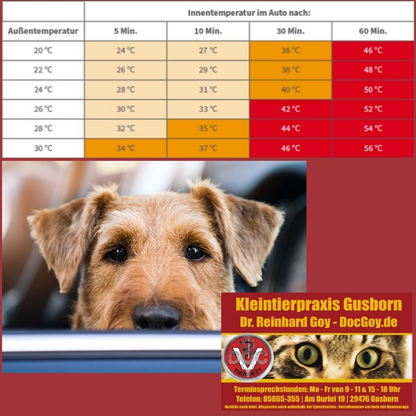 RT <a href="/docgoy/">Dr. Reinhard Goy</a> Sommer - Sonne - Hecheln: hund-katze-heimtier-kleintier.de/warum-hecheln-… 🐩🐕🦮