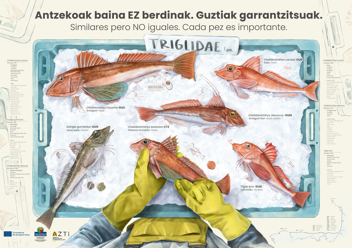 🐟👀Antzekoak izanik ere, ezberdinak diren espezieak ongi identifikatzeko eta arrantzaleen harrapaketei buruzko informazio zehatzagoa lortzeko 4 poster egin ditugu.

📈 Kalitatezko datuak funtsezkoak dira arrantza-kudeaketa iraunkorra egin ahal izateko.

⏩bit.ly/3q1Kr0l