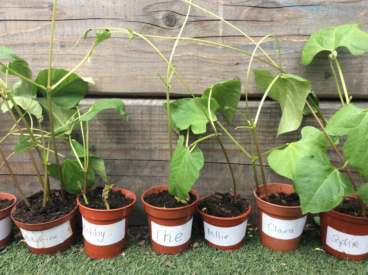 Pudsey_Primrose's tweet photo. As our nursery children learn more about the wildlife in our gardens, they have been growing plants from seed to add to the nursery garden.  Bean seeds have sprouted into plants which the children have planted into the nursery vegetable garden. #saveourinsects #gardening #The_RHS https://t.co/XngvxFbWFT