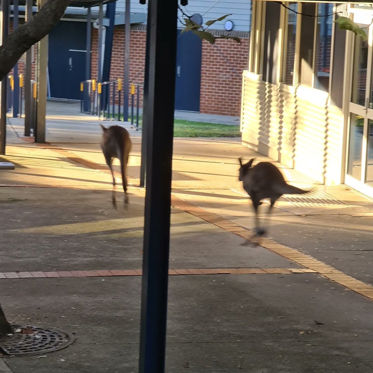 Ann-Maree Ager tweet media