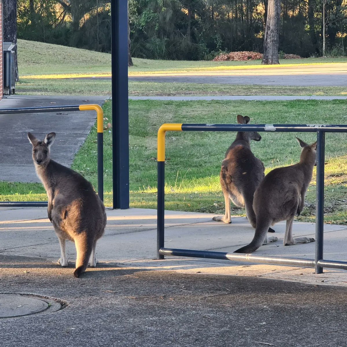 Ann-Maree Ager tweet media